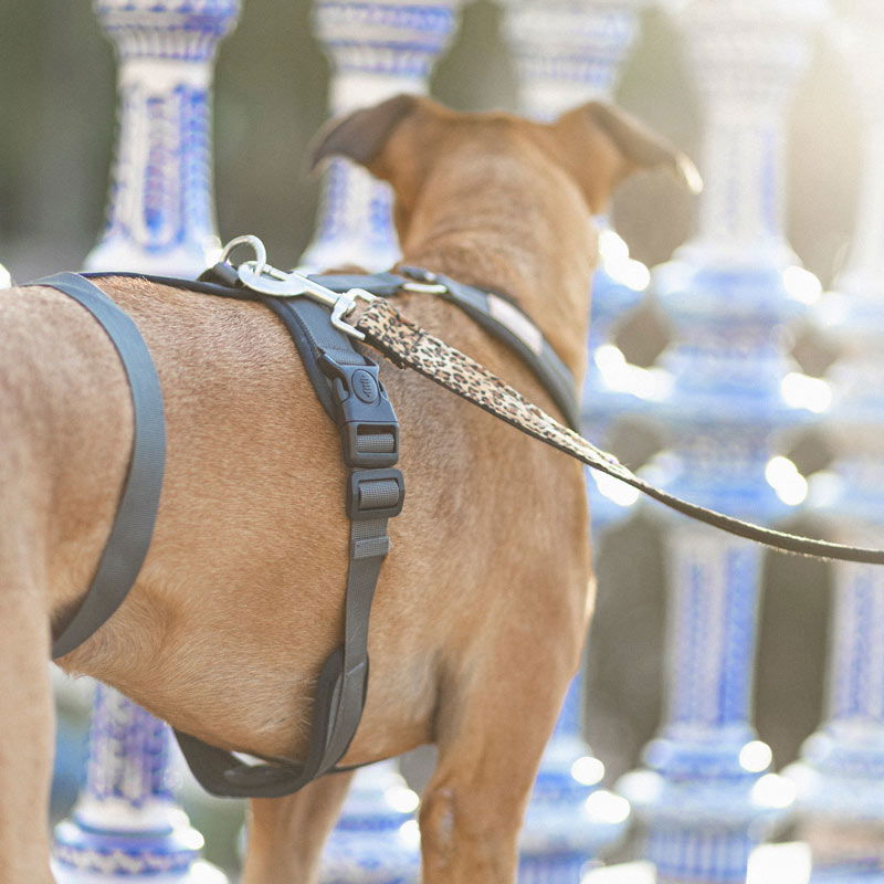 3-Point Anti-Escape Harness - Main Image