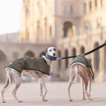 ¿Es Bueno Abrigar A Los Perros En Invierno?