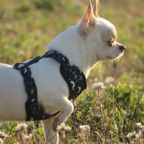 Cómo Poner Un Arnés A Un Perro