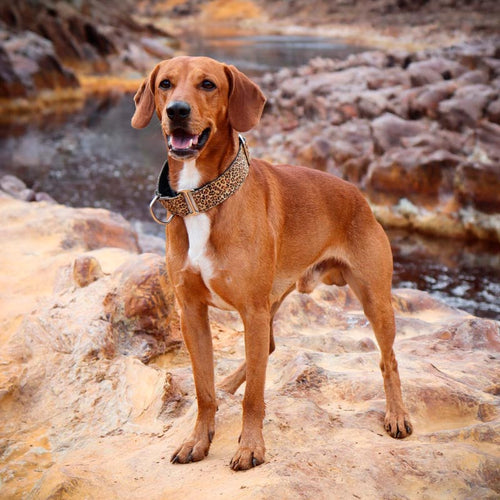 Las Mejores Playas Caninas en España: Guía Completa para Disfrutar con Tu Mascota 2024