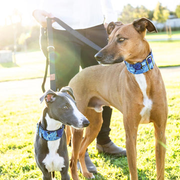 Cuidado del pelaje y la piel sensible de los galgos