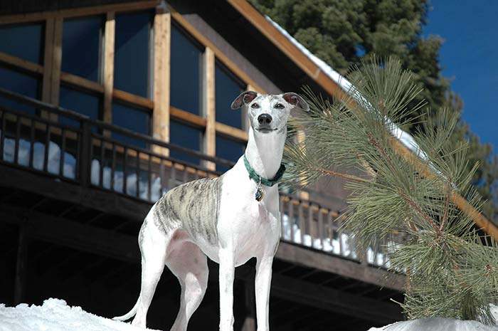 Cuál Es El Mejor Collar Para Un Galgo