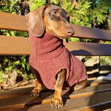 10 tipos de Teckel: características y personalidad