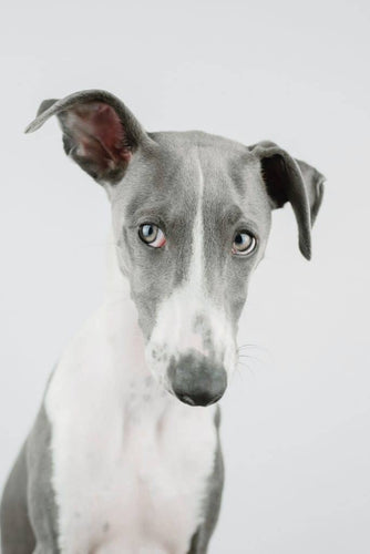 10 Tipos De Galgos