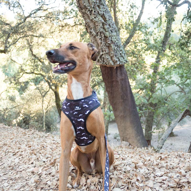 Mustache dog collar sale