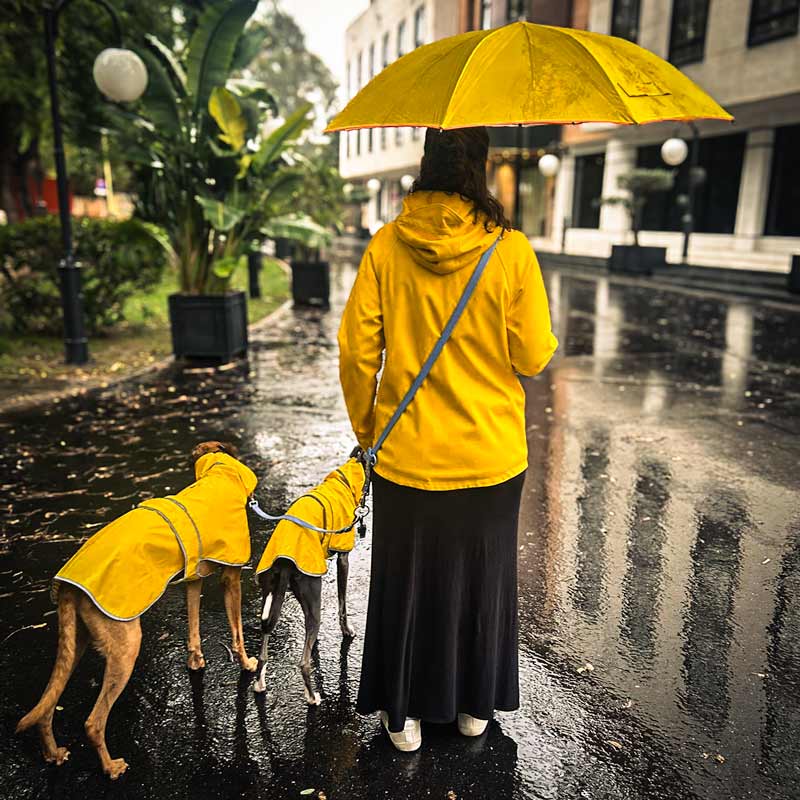Chubasquero Impermeable WHIPPET GALGO