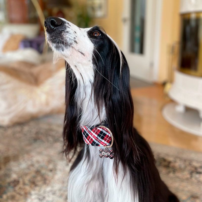 Collar Martingale -  PLAID -  - 