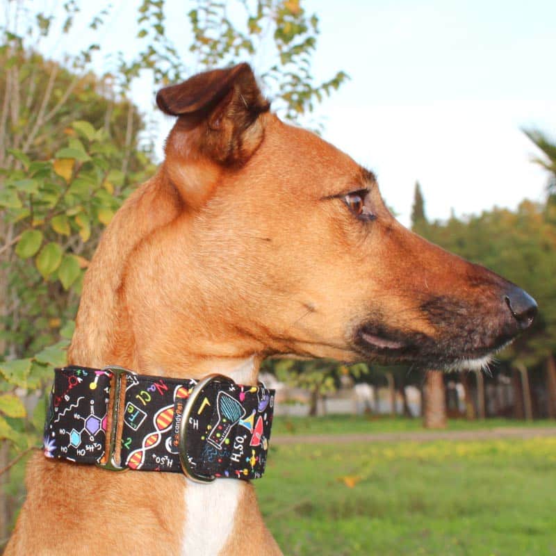 Martingale Collar SCIENCE