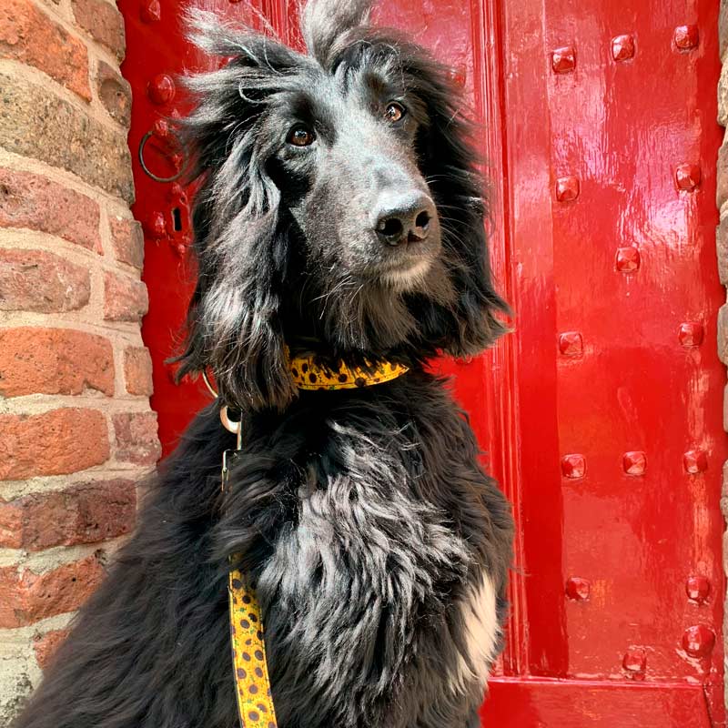 Correa Algodón - SUNFLOWERS -  - 