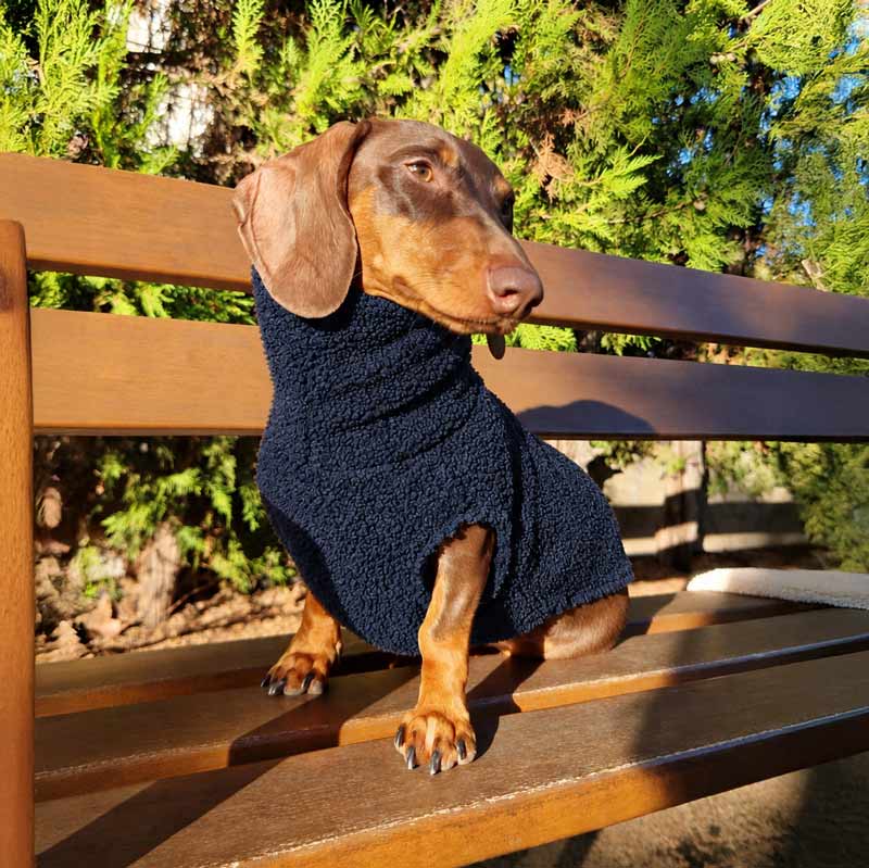 Teddy Bear Sweater for Dachshunds