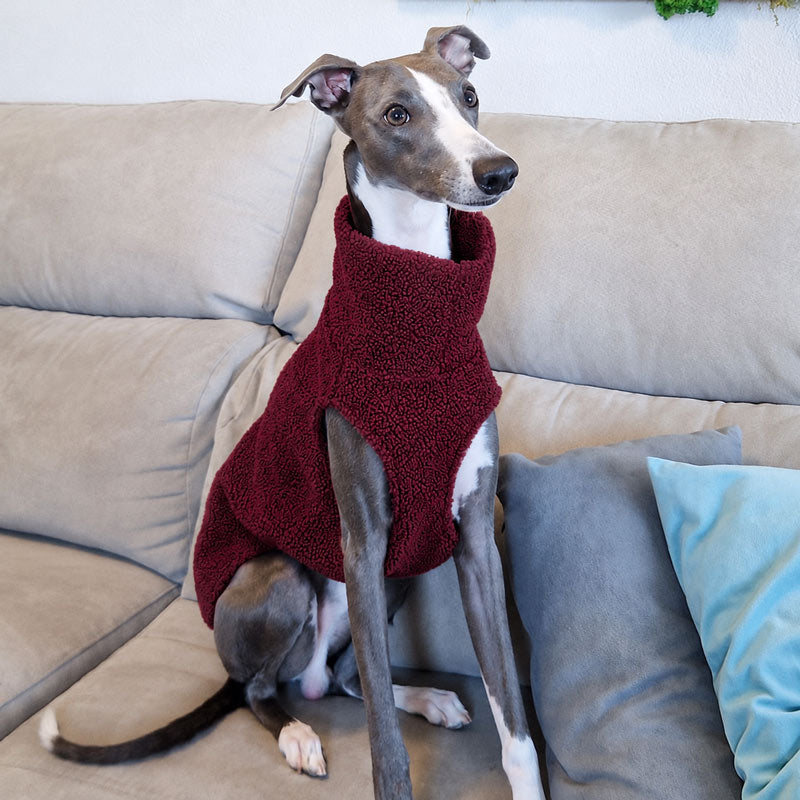 Jersey Teddy para Galgo Italiano, Whippet y Galgo
