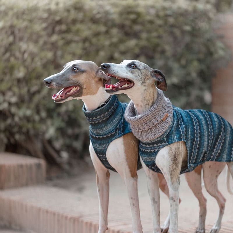 Dogs Whippet Sweater Pattern WHIPPET GALGO Acrylic Wool Sweater ETHNIC