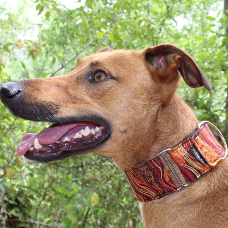 Martingale Collar - NEW WAVES