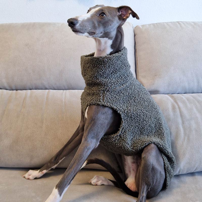 Jersey Teddy WHIPPET GALGO