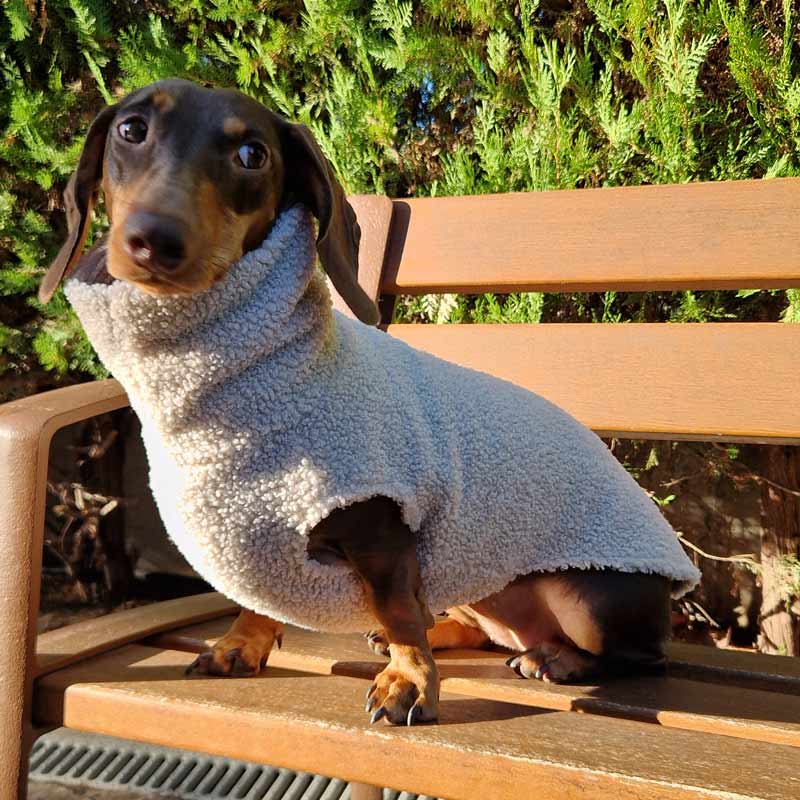 Teddy Bear Sweater for Dachshunds